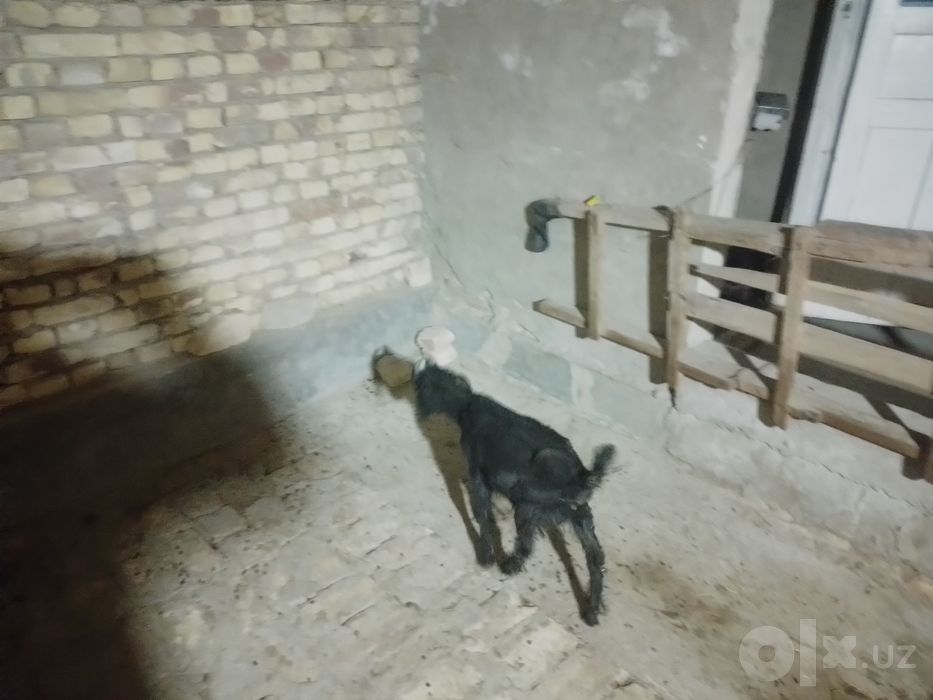 Sarkacha sotiladi  bichilgan