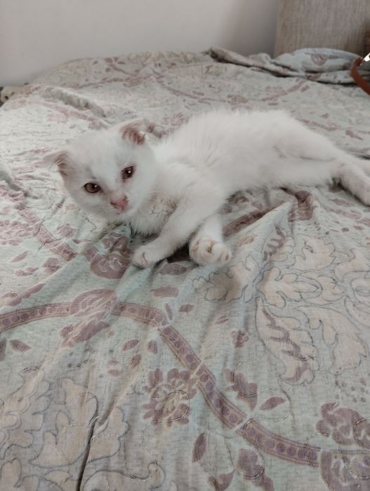 Котенок в добрые руки