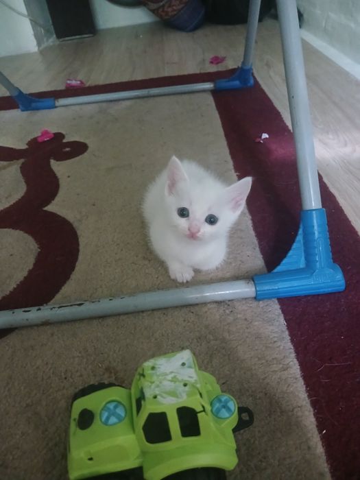 Бесплатно отдам котят