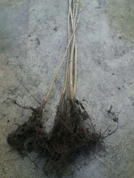 Puieti de alun micorizati cu trufe