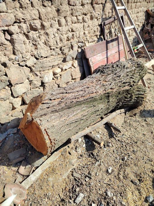 Ствол на черница