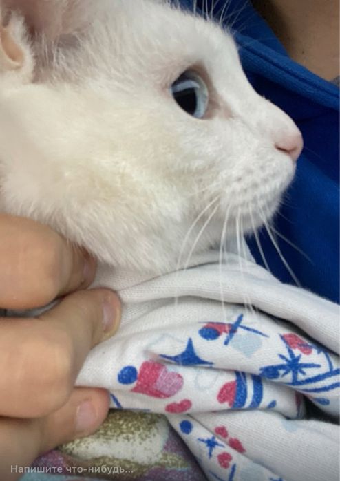 Отдам кота в дрьрын руки