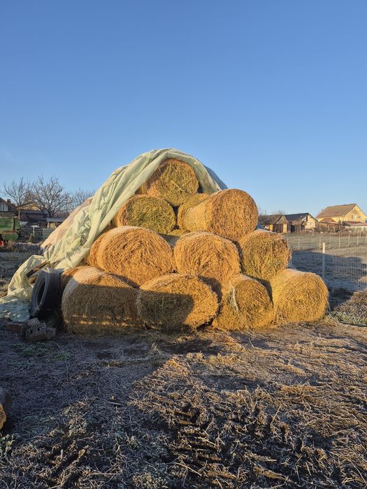 Baloti  lucerna legati cu plasa