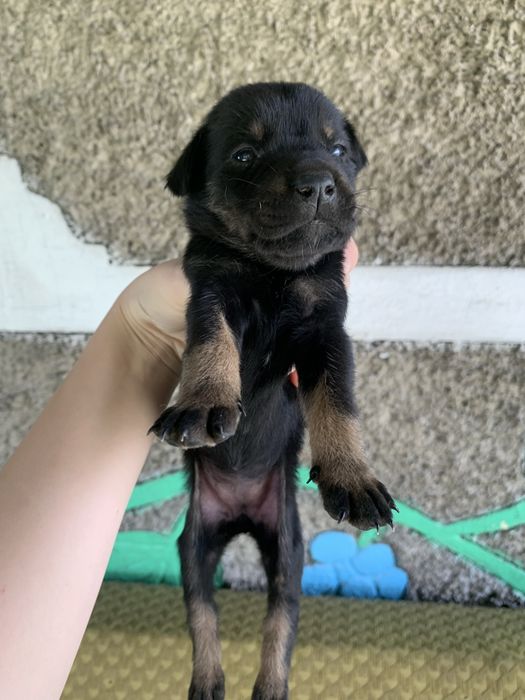 щеночки, мальчики и девочки