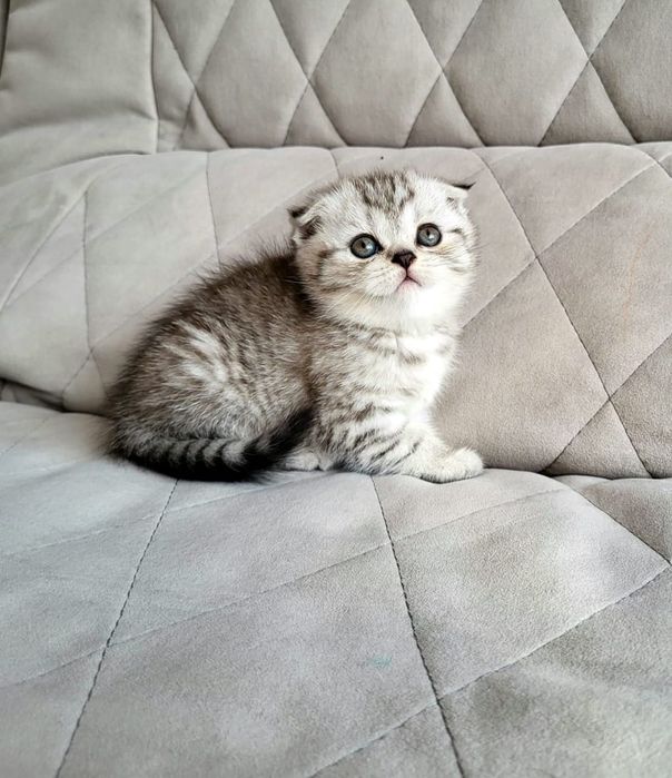 Чудо зайки вискас окраса