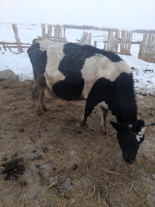 Молочная корова.