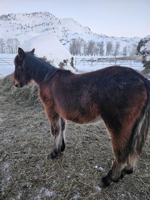Продам жеребчиков