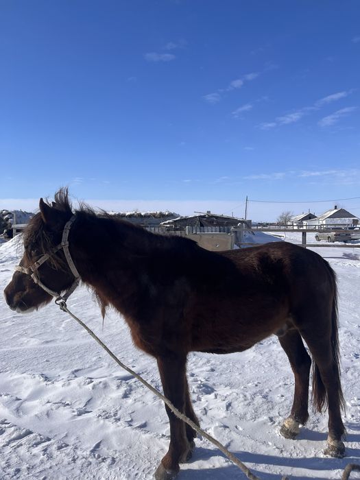 Продается лошадь на табунство