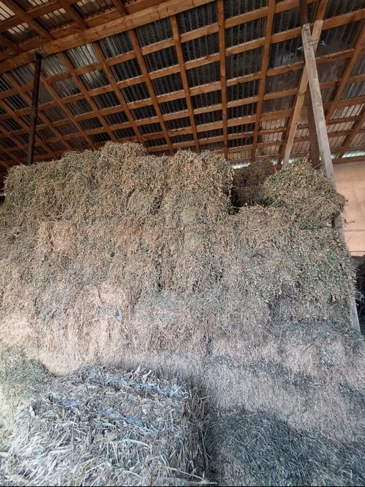 Vând baloți lucernă 2025