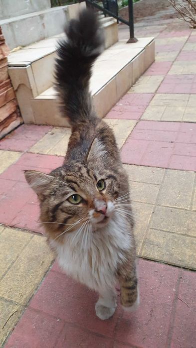 Дългокосмест прекрасник търси дом / може и приемен