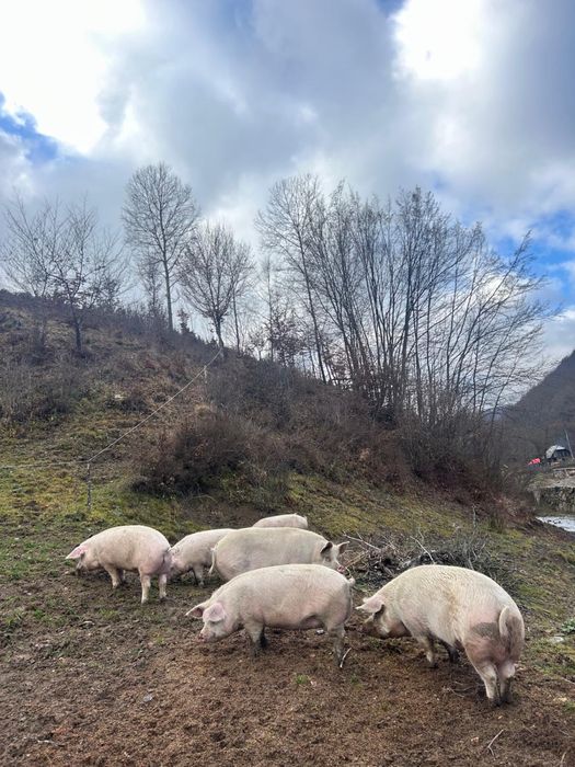 Vand virei crescuti bio