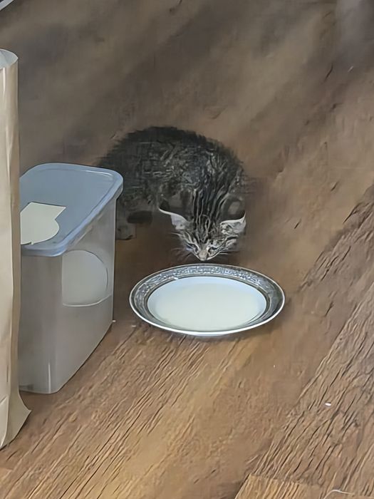 Котенок не ужился с котом