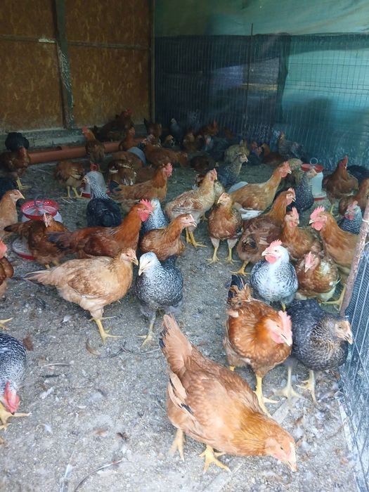 Vând pui crescuți bio