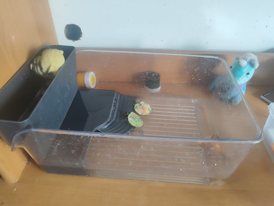 Маленькие черепашки