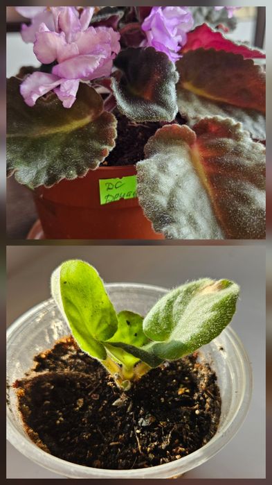 Продам фиалки сортовые