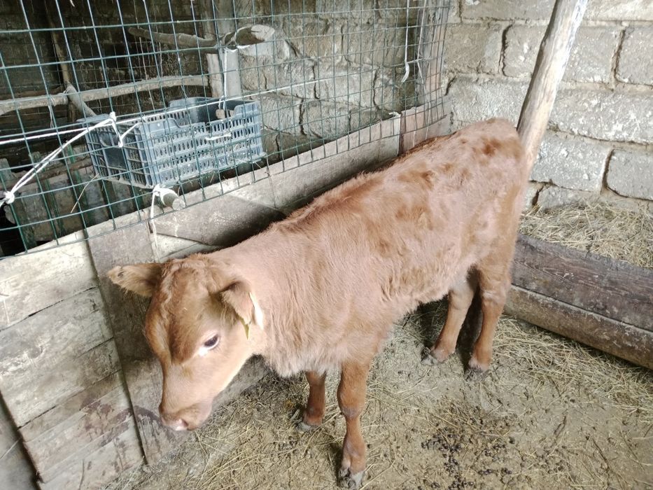 Бузаулы сиыр сатылады