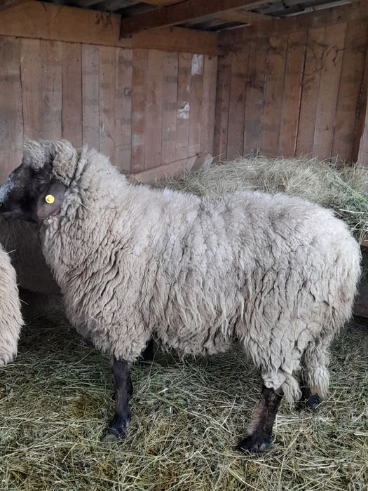Vând Berbec carabaș
Vând berbec Carabaș, matur, bine dezvoltat, sănăto