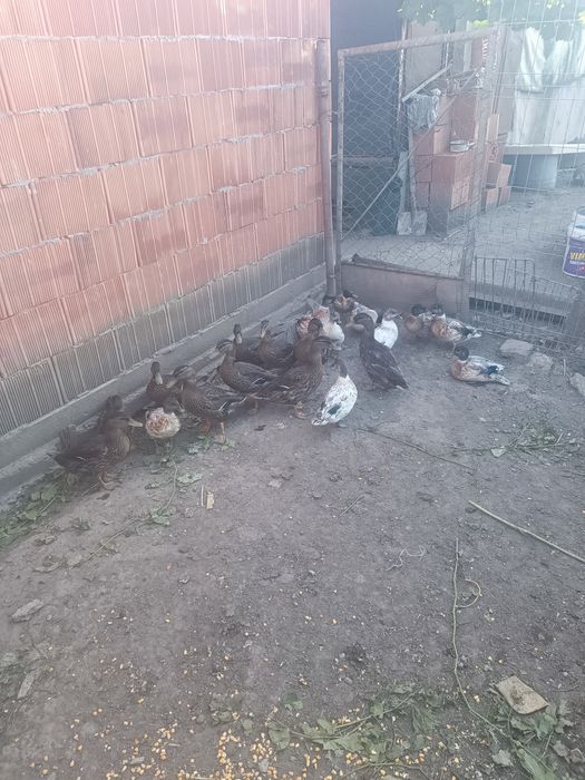 Vând tineret de anul acesta rațe sălbatice și rata pitic olandez