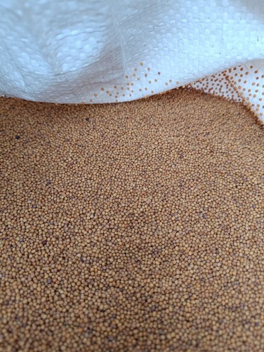 Продам семена горчицы для посева