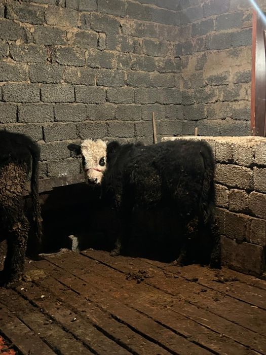 Туркестан сиыр өгізше