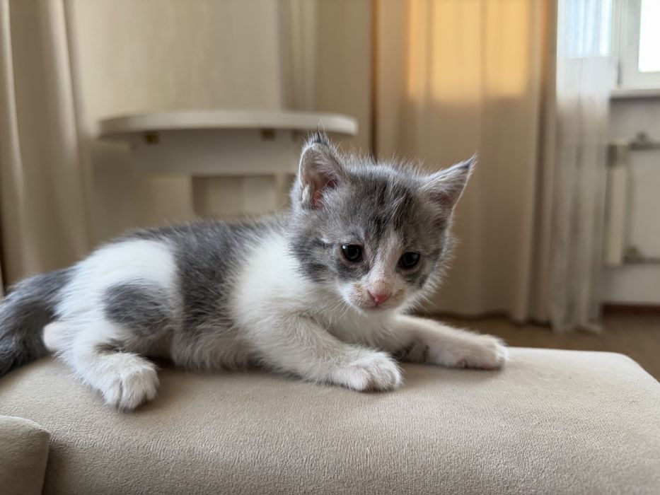 Котят в добрые и заботливые руки