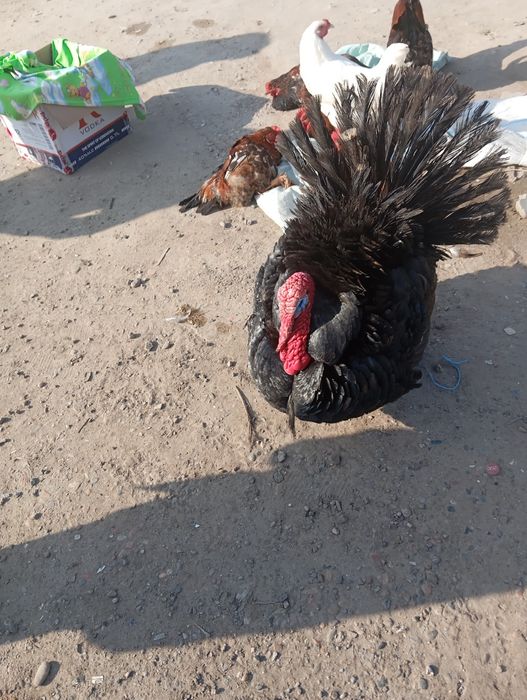 Продается индюки