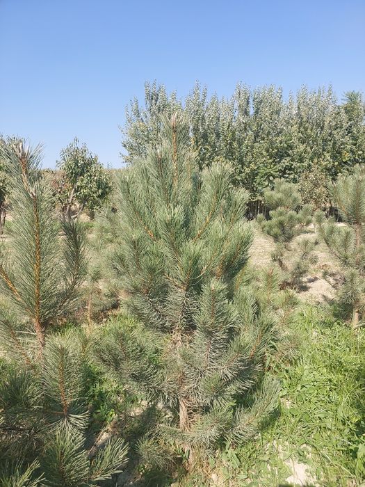 Все виды декоративных саженцев — оптом с собственного поля!