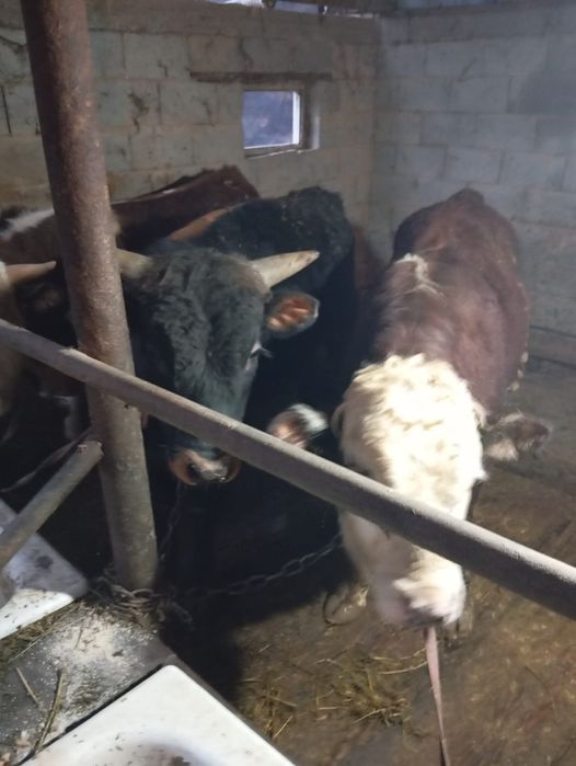 Продам бычков находится в Кайназаре