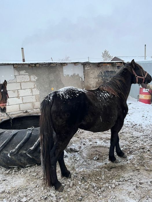 Продам кобылу обученую