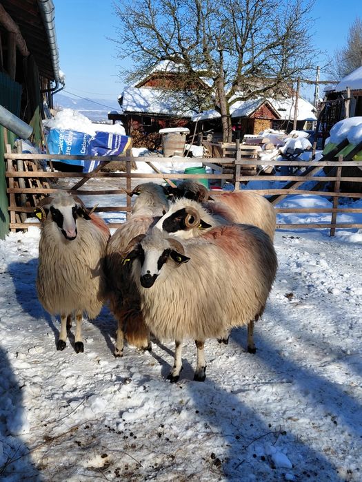 5 miori la prima fatare pentru pretentiosi