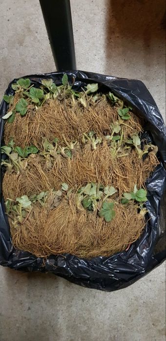 Разсад ягоди - алба , априка , клери