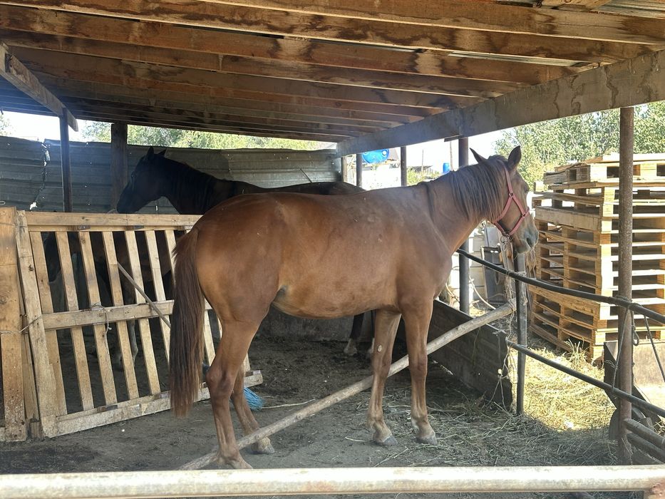 Продам 2 кобылы и жеребца