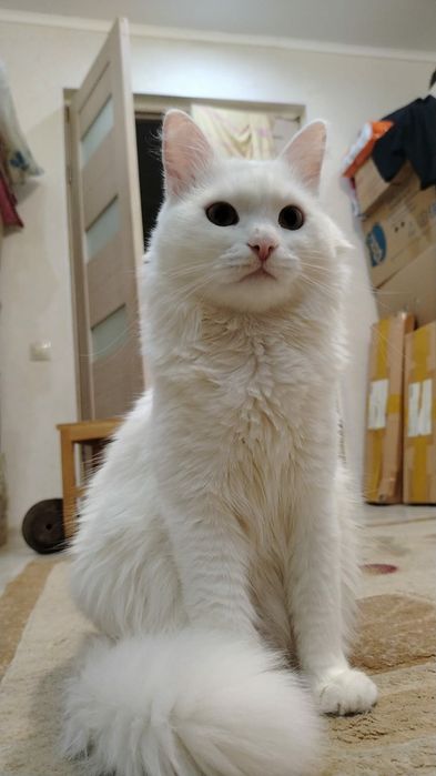 Продам прекрасных котят девочек