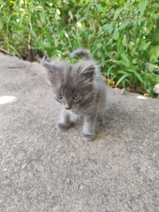 Котята бесплатно