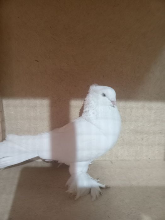 Canon 1100 fotoparat Sotiladi