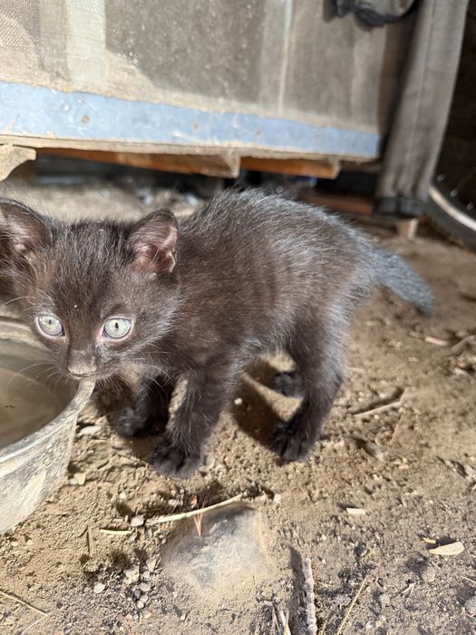 Котята ртдам добрые руки