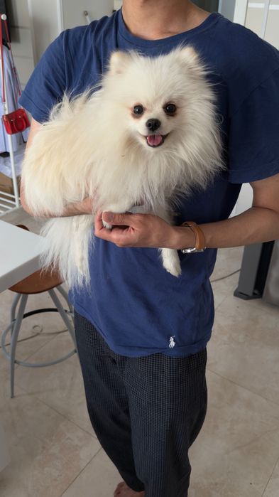 Кобель Померанский шпиц на вязку