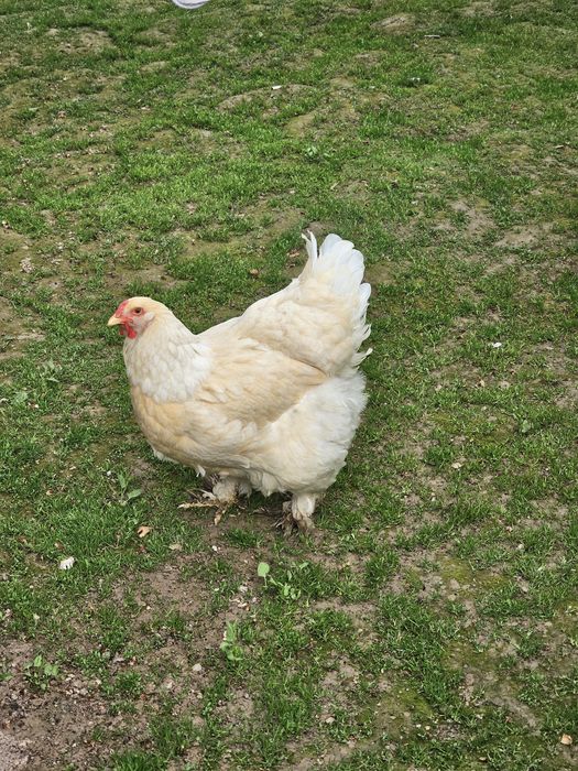 Brama tovuq sotiladi