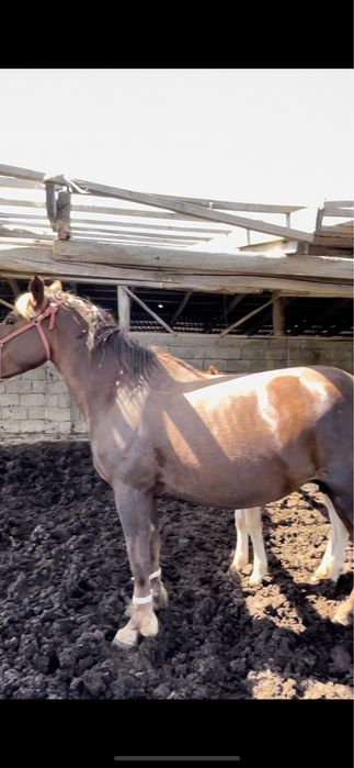 Сауынды биелер сатылады