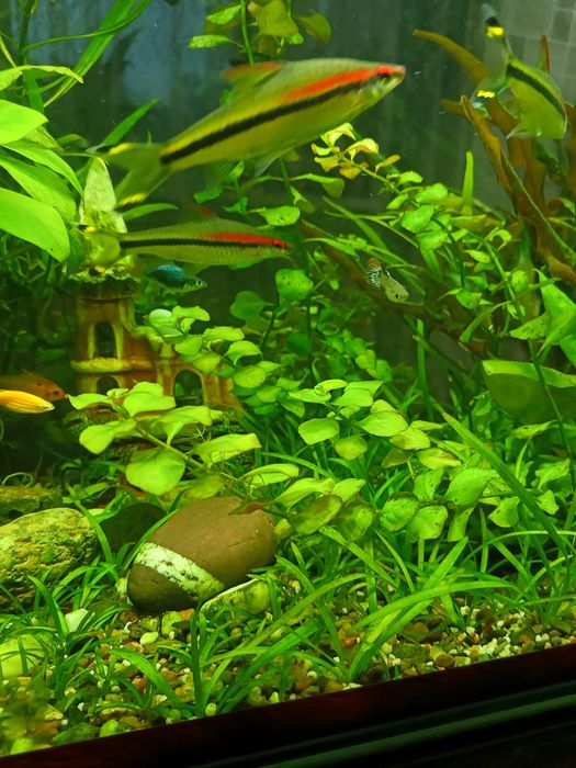 Аквариумные растения