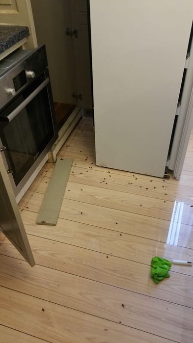 Ploșnițe/gândaci - Scăpa de acești dăunători nedoriți