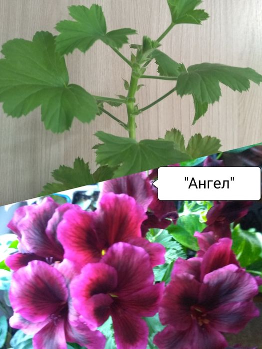 Продам Королевскую Пеларгонию
