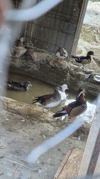 Vand rațe mandarin
