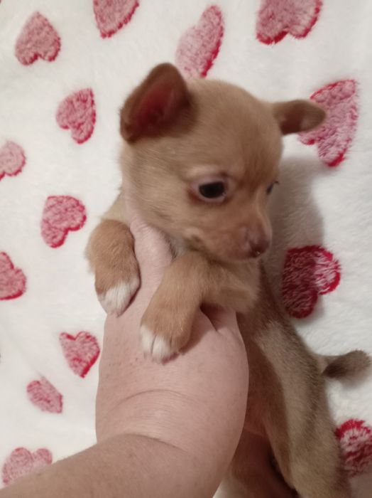 Продам щенков шпице тоя