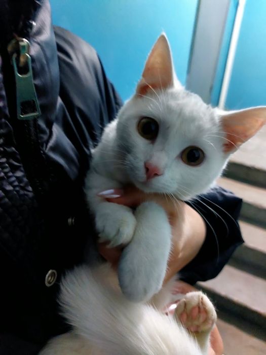 Отдам котёнка в добрые руки