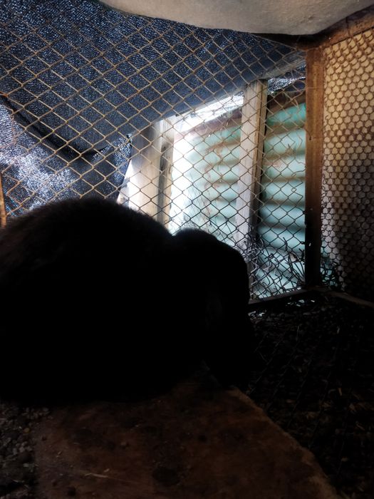 Еркек қоян бьаран