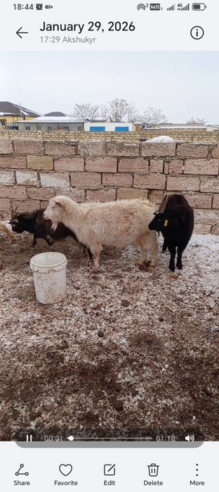 Буаз ешкілер сатылады