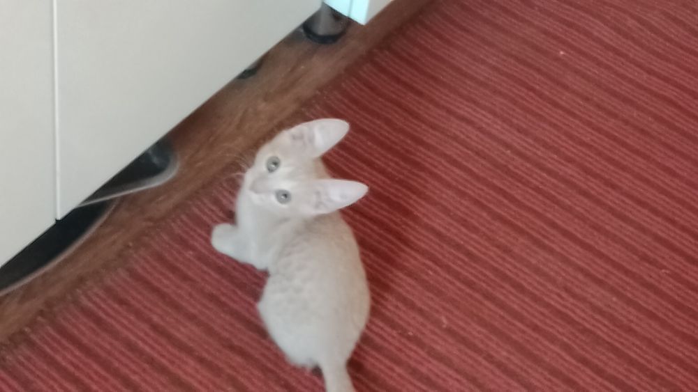 Мысық бала мысық