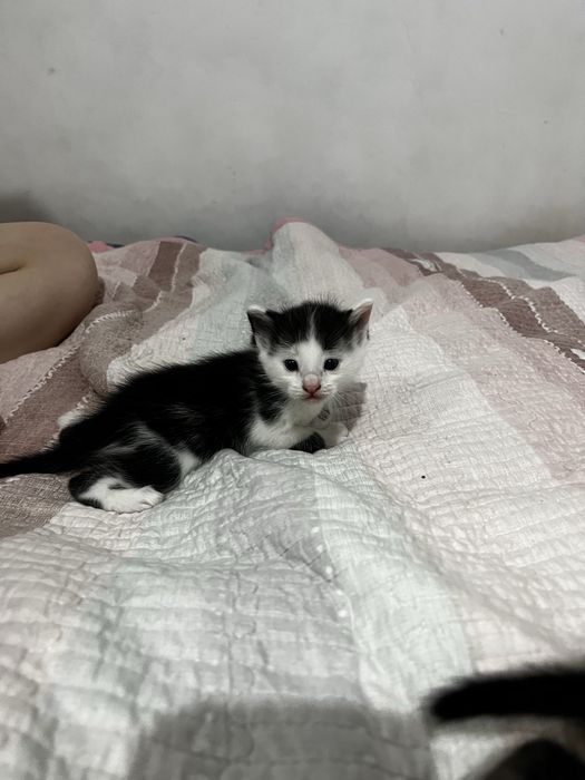 Кошечки отдам в добрые руки