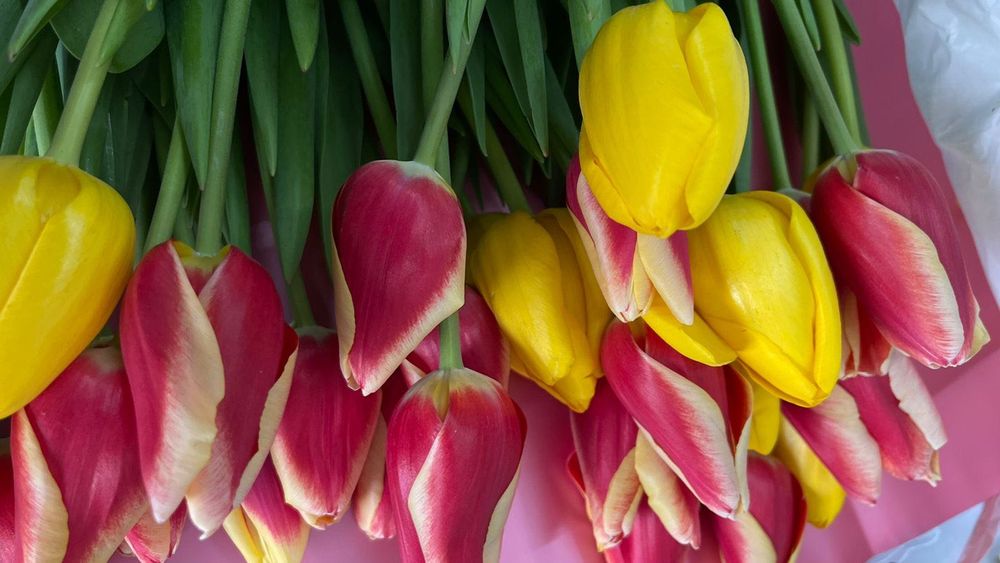 Букет красивых тюльпанов